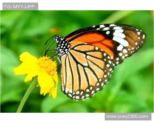 蝴蝶球的魅力与技巧探秘，如何在赛场上展现你的风采与实力